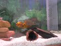 4ft Tank with Male Altos