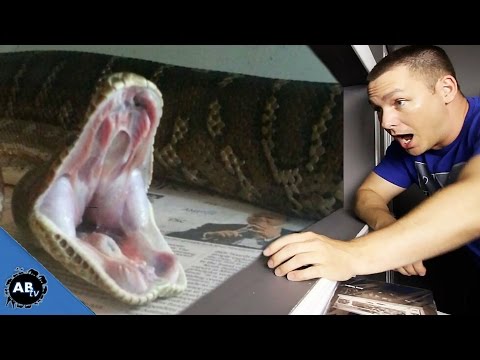 YouTube reptile video