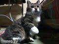 びっくりピッピ！ surprise cat pippi