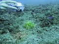 Weedy Scorpionfish Walking to Sander