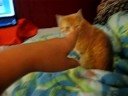 STILL CAT