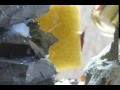 Cardinal sulawesi shrimplets