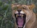 African safari - Masai Mara wildlife