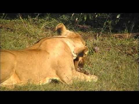 LIONESS CUB +