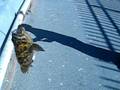 videos de Boy Catches Giant Rockfish off Coast of Monterey