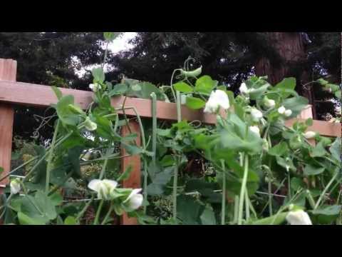 how to snap peas