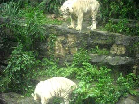 White tiger