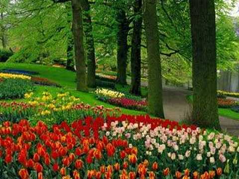 Tulipanes de Holanda 0 Tulipanes de Holanda