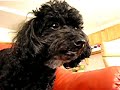 Toy Poodle Begging For More Cheese