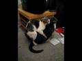 Kitty Porn