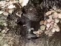 Airsoft InGame Battle FX Airsoft InGame Battle FX