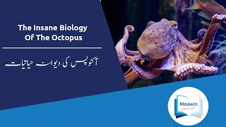 The Crazy Biology Of Octopus