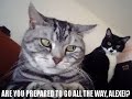 Caturday - My Senior Thesis Caturday - My Senior Thesis