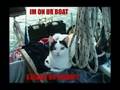 Caturday - My Senior Thesis