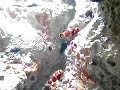 Nemo Nemo