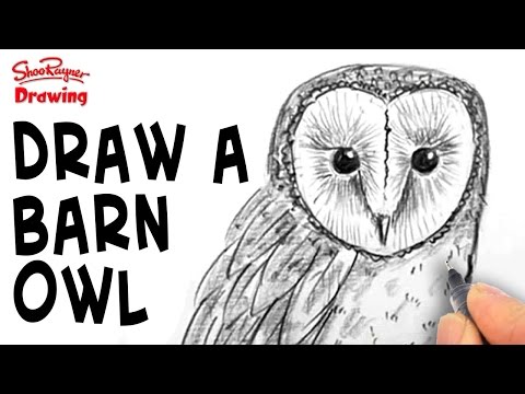 how to draw an owl