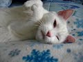 Talking Cat - The New Fish