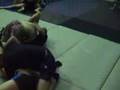 Samuraj Gold Team Szczecinek