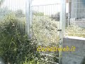 www.cariatiweb.it Video.