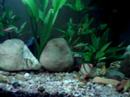 ta ai meu aqua de 54l plantado,fauna:6 barbos sumatra,4 barbos ouro,5 tanictis 2 cory e 1 cascudo. 
