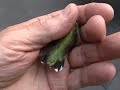 Rare hummingbird footage. Rare hummingbird footage.
