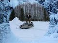 Snogo - Iditarod Trail
