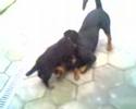 Rocco & Benitto