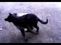 cane pazzo cane pazzo