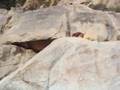 dogs scrambling up rocks at romero pools