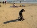 How To Walk Your Dog On Leash With No Pulling How To Walk Your Dog On Leash With No Pulling