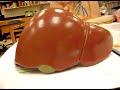 Digestive Lab - Liver