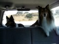 The Talking Sheltie