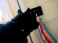 Animal Awareness (Data Moshing video with audio)