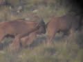 Barbary Sheep/ Aoudad