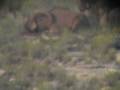 Barbary Sheep/ Aoudad