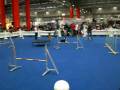 Hunde-Agility Teil 2