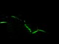 Greenbeam @ switch