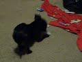 My Doggie Stewie Pt. 2