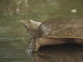 New England's Amphibians and Reptiles