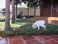 Schnauzer Miniatura video