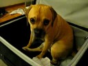 Henri doesn\