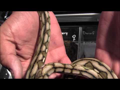 YouTube reptile video
