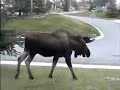 Moose and Dog