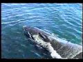 Whales With Names - Colt Singing