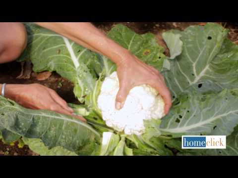 how to harvest cauliflower