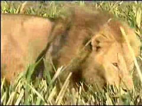 Lions Hunt and Lions kills Hyena