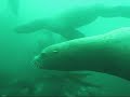 San Juan Islands Sea Lions San Juan Islands Sea Lions