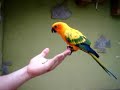 aratinga solar comiendo de la mano
