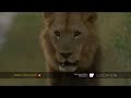 Male lions defend territory by roaring in the night