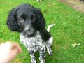 Munsterlander and springer spaniel friends